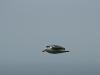 seagull over sea